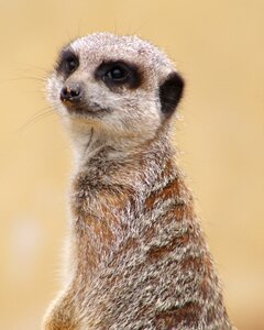 Zoo wildlife lookout