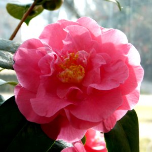 Kamelie in Pillnitz 3