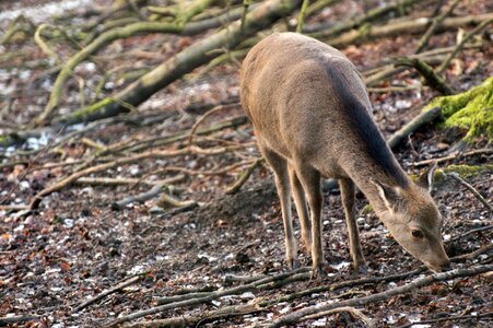 Wild wood roe deer