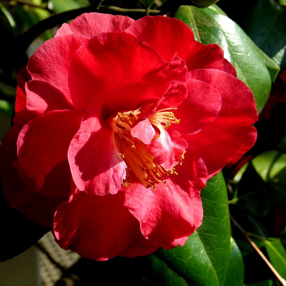 Kamelie in Pillnitz 10