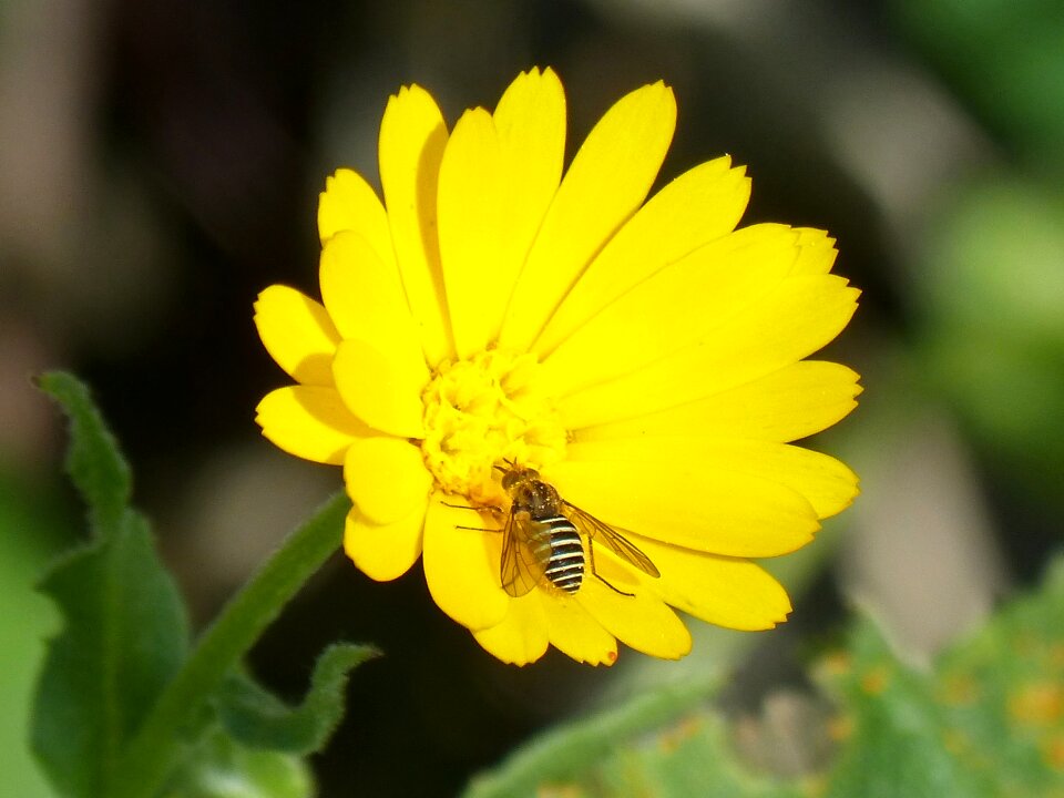Nature plant flower