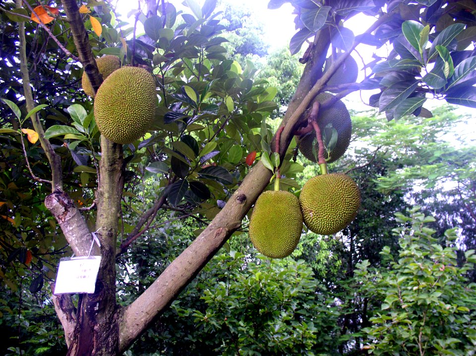 Jack fruit on tree 2