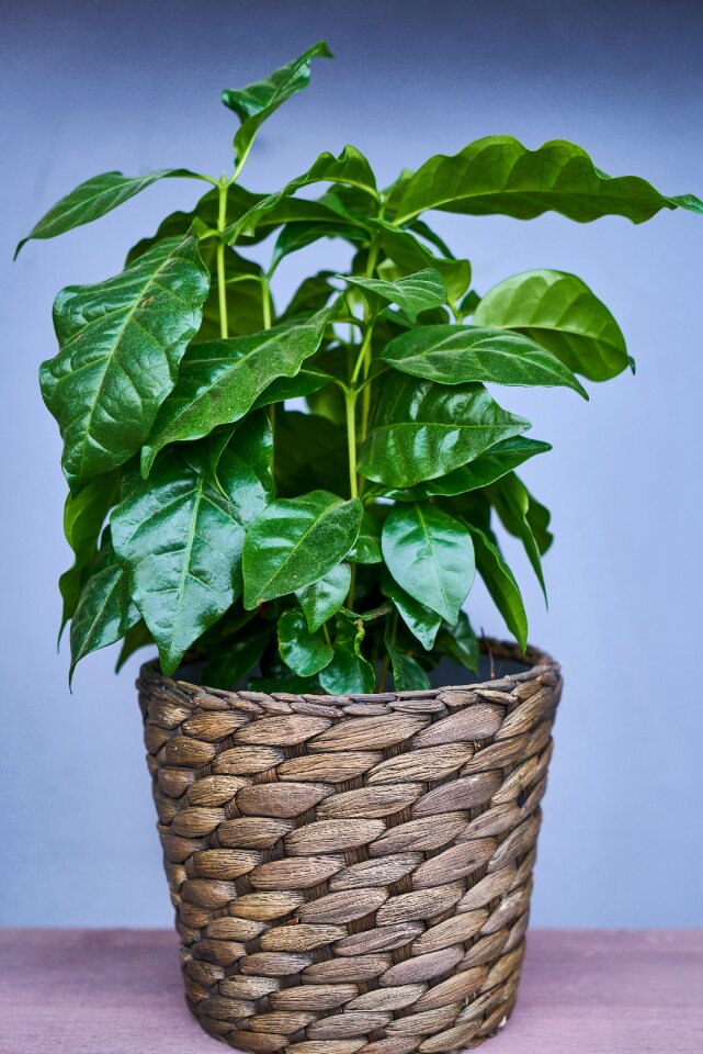 Flower flowerpot chlorophyll