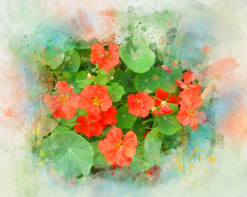 Summer plant orange