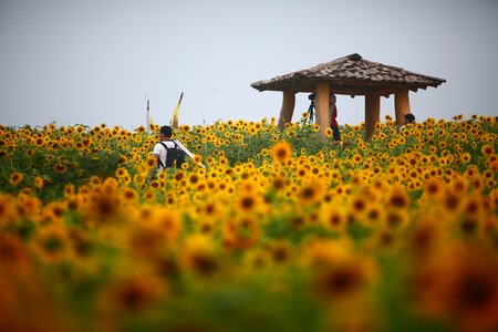 Republic of korea plants flowers photo