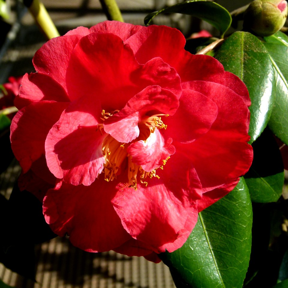 Kamelie in Pillnitz 5