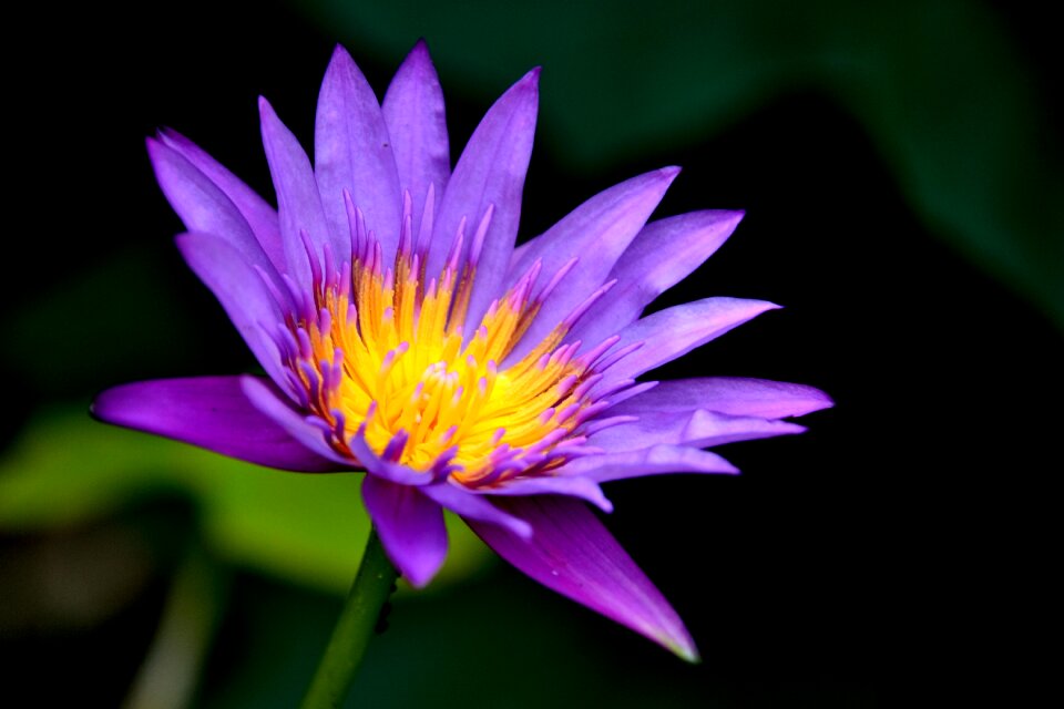Lotus nature water