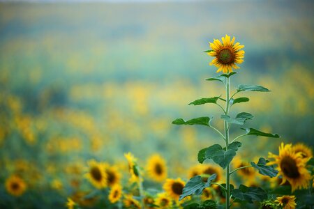 Republic of korea plants flowers