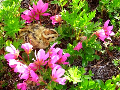 Bird rhododendrons flowers photo