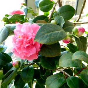 Kamelie in Pillnitz 14