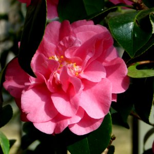 Kamelie in Pillnitz 13