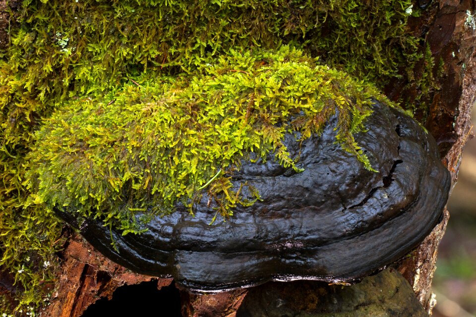 Moss covered age fungal log