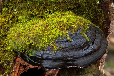 Moss covered age fungal log photo