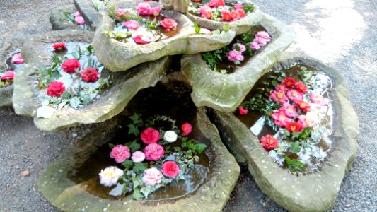 Kamelie in Pirna 40