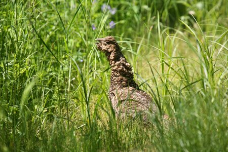 Field road grass