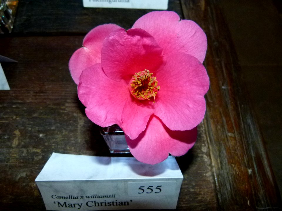 Kamelie in Pirna 31