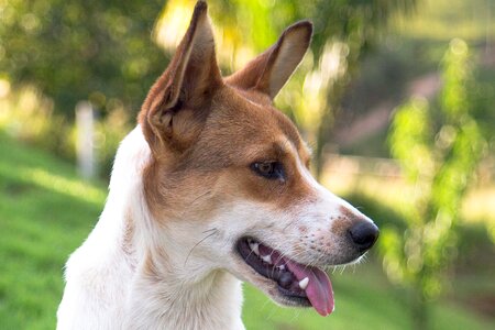 Canine mutt friend
