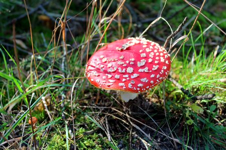 Autumn forest nature photo