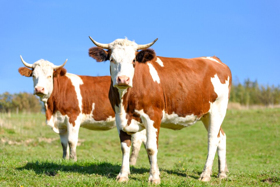 Farm the dairy industry summer