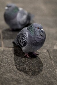 Nature grey pigeon photo