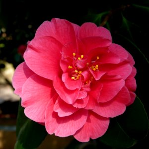 Kamelie in Pillnitz 1