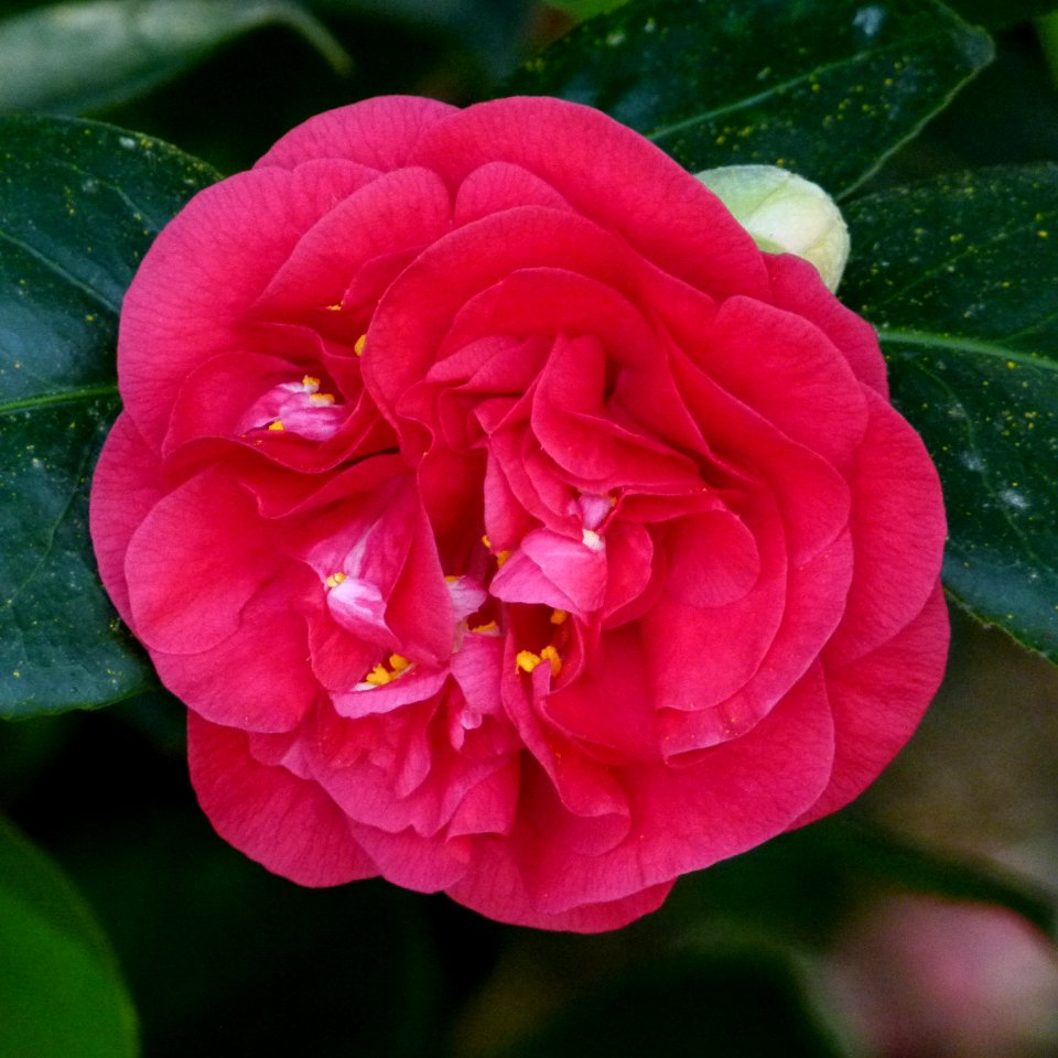 Kamelie in Pillnitz 6