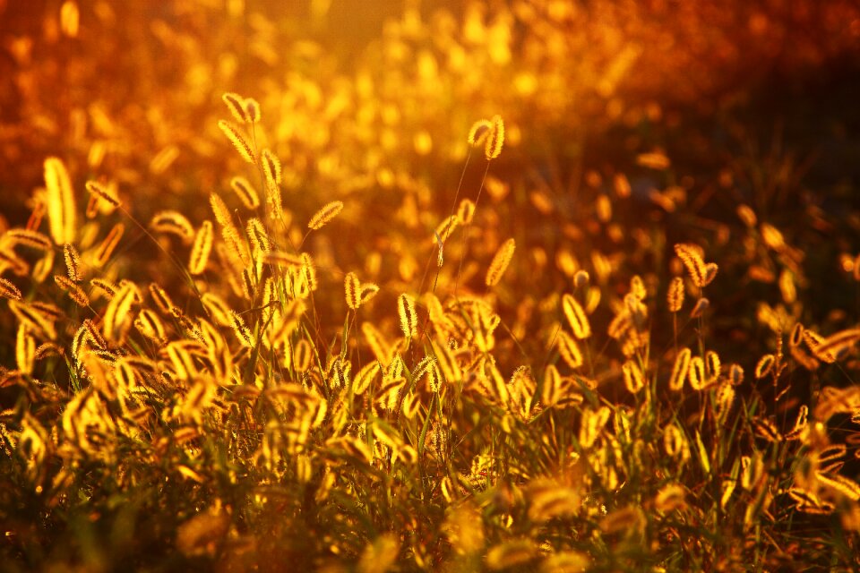 Glow nature sunlight