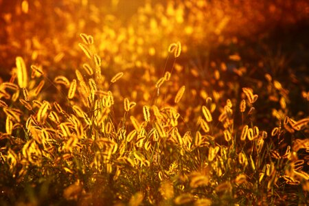 Glow nature sunlight