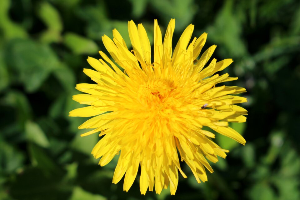 Yellow petals blooming nature