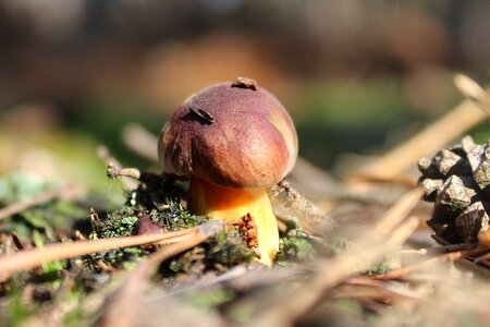 Autumn brown mushrooms photo