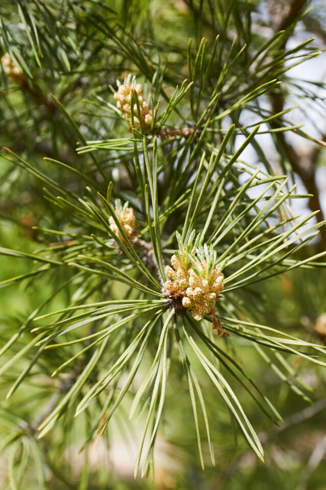 Coniferous tree pine nature