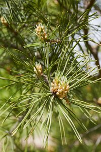 Coniferous tree pine nature