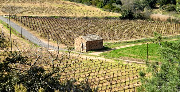Hiking agro-industry vineyard