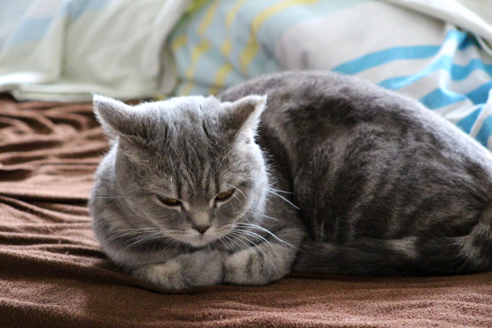 Cute cat home chilling