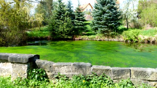Grundmuehlenstraße Teich Graupa Pirna 1