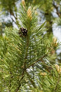 Coniferous tree pine nature photo