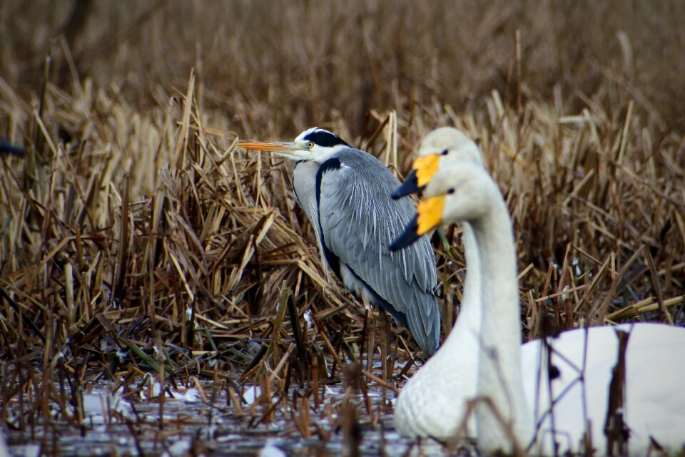 Waterweed bird wild birds