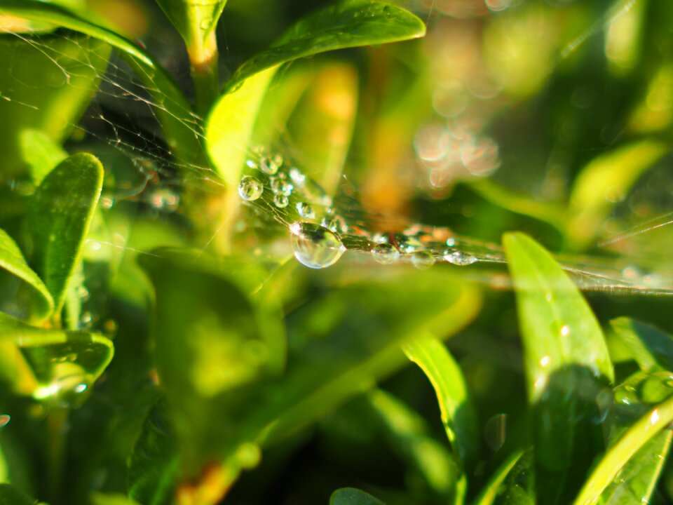 Close up drip nature