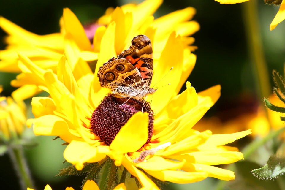 Flower nature summer photo