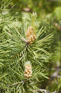 Coniferous tree pine nature photo