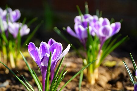 Flowers crocus season