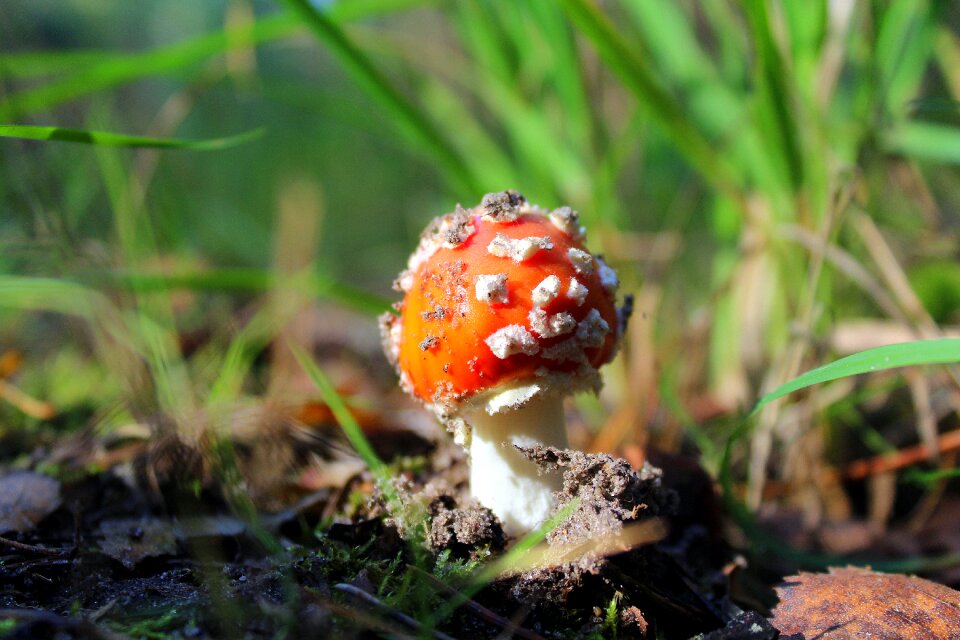 Autumn litter nature