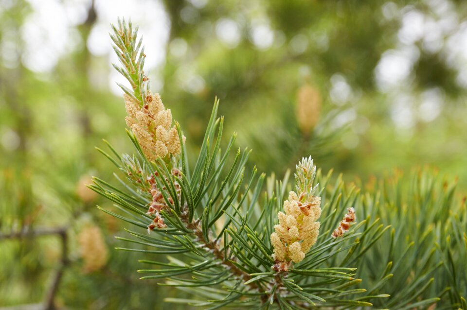 Coniferous tree pine nature photo