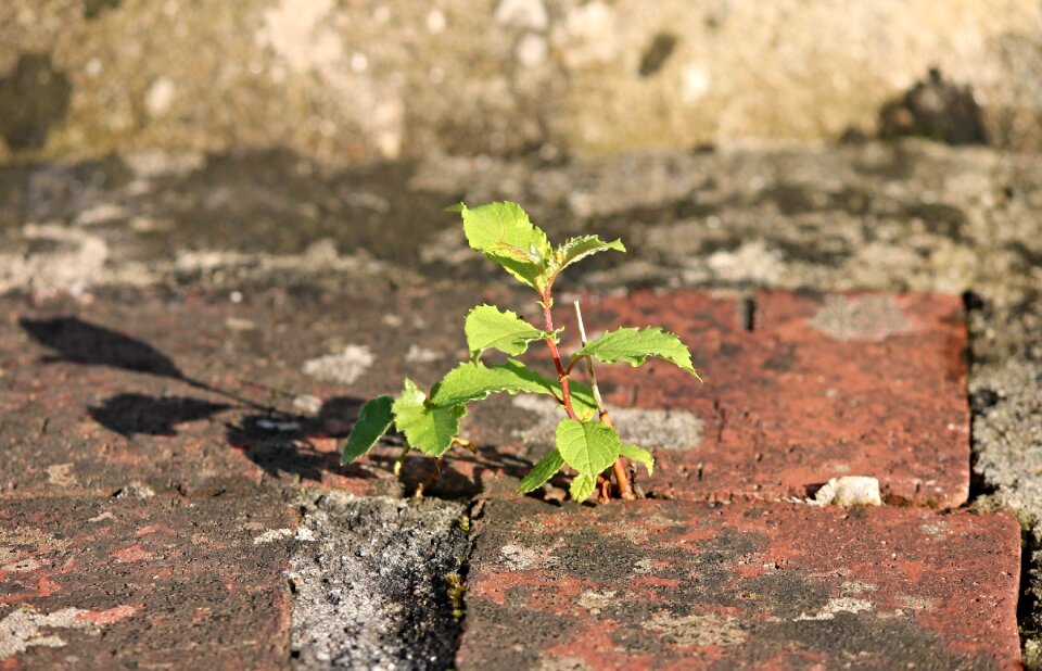 Mortar brick drive