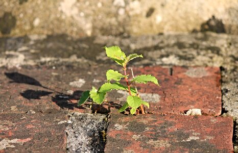 Mortar brick drive