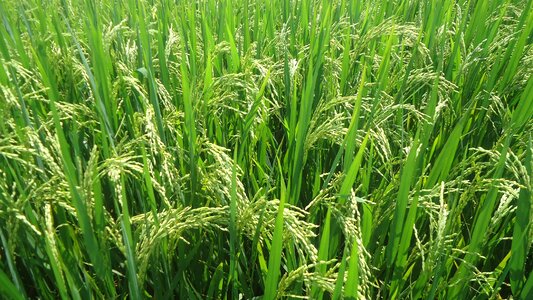 Silk rice vietnamese rice