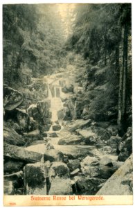 07575-Wernigerode-1906-Waldmotiv Steinerne Renne-Brück & Sohn Kunstverlag