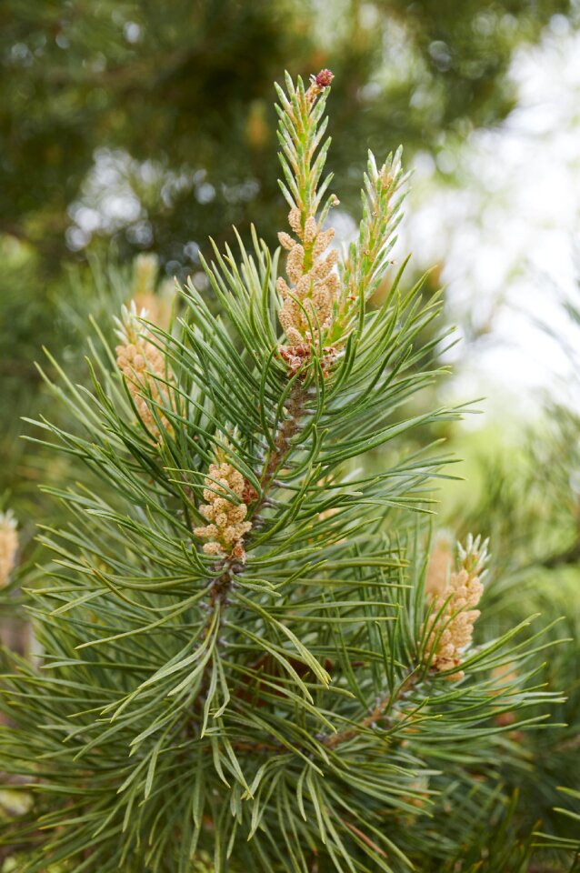 Coniferous tree pine nature