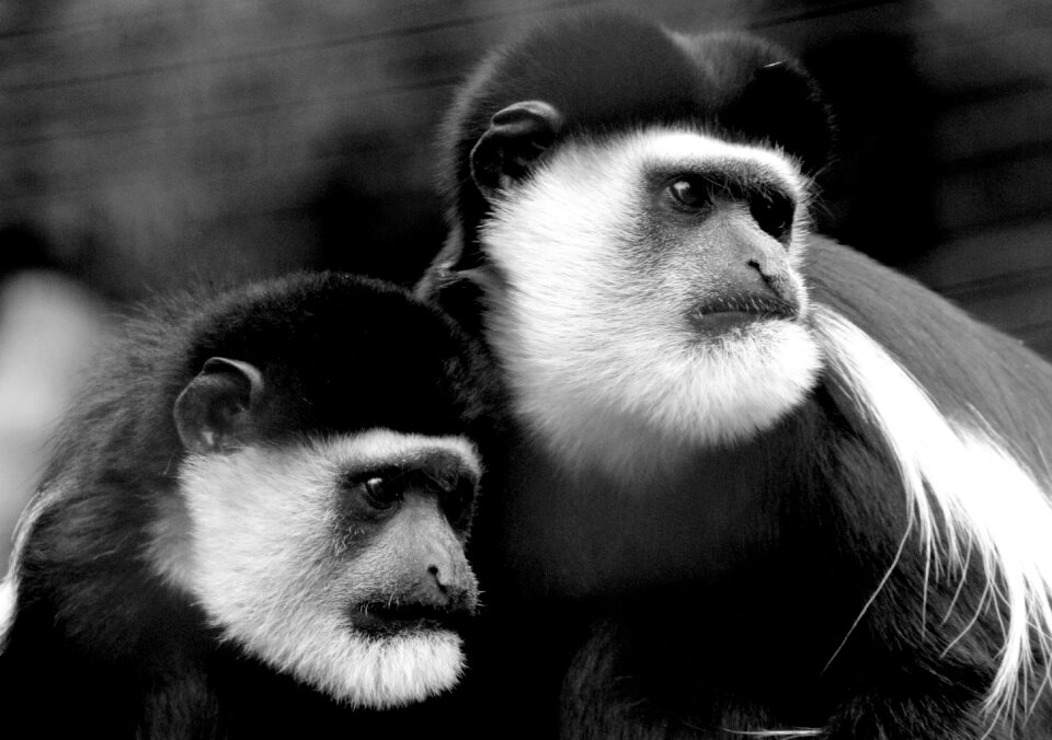 Monkey animal zoo