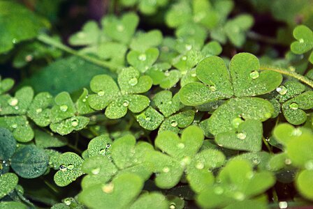 Clover four leaf clovers nature